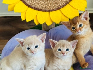 Abyssinian cats - Advert 3