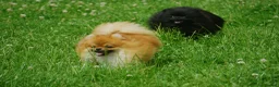 Pomeranian dogs for sale: * Pomeranians available to forever loving homes * - Advert 5