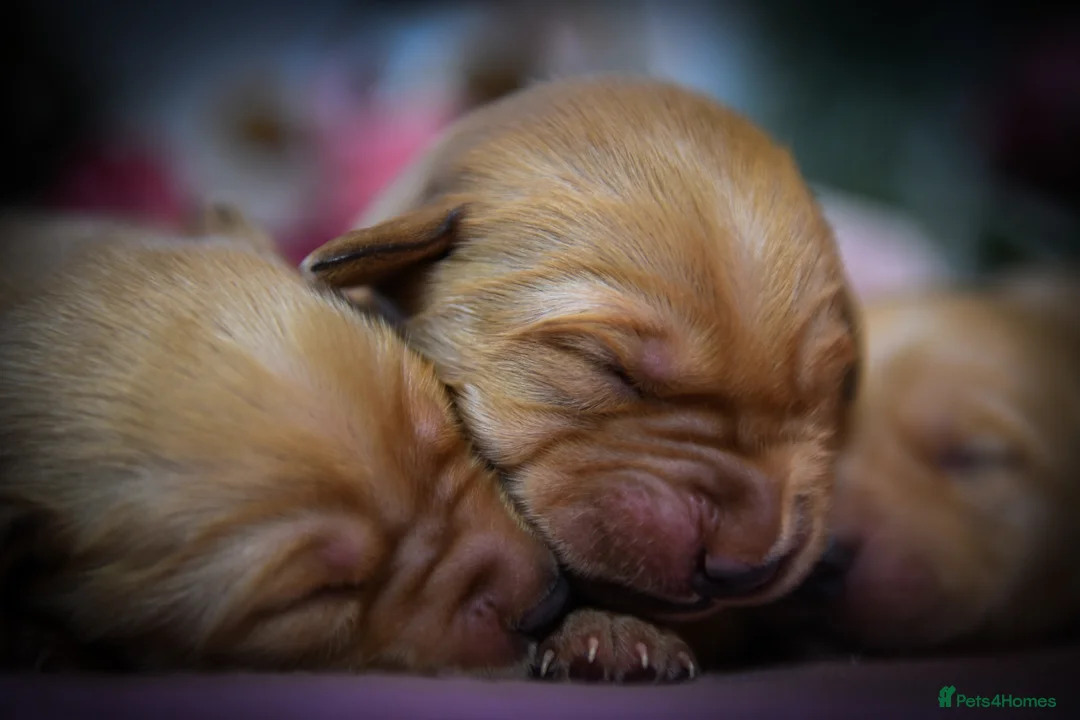 Goldador dogs for sale: Beautiful Red Goldador Puppys DNA Clear - Advert 8