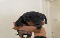 Dachshund dogs for sale: Miniature dachshunds  - Image 16