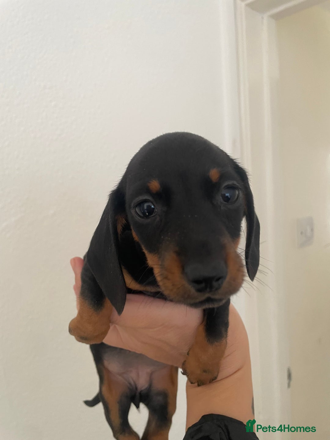 Dachshund dogs for sale: Miniature dachshunds  - Image 16