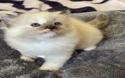 Ragdoll cats for sale: VERY RARE CREAM FLARE BICOLOUR RAGDOLL KITTEN - Image 5