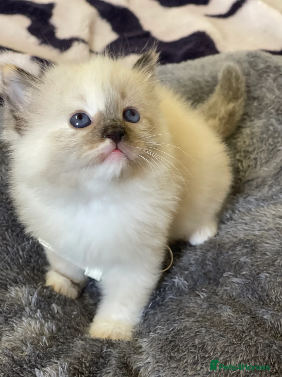 Ragdoll cats for sale: VERY RARE CREAM FLARE BICOLOUR RAGDOLL KITTEN - Advert 5