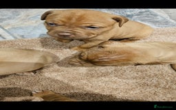 Dogue De Bordeaux dogs for sale: Dogue de bordeaux puppiesgor sale - Image 6