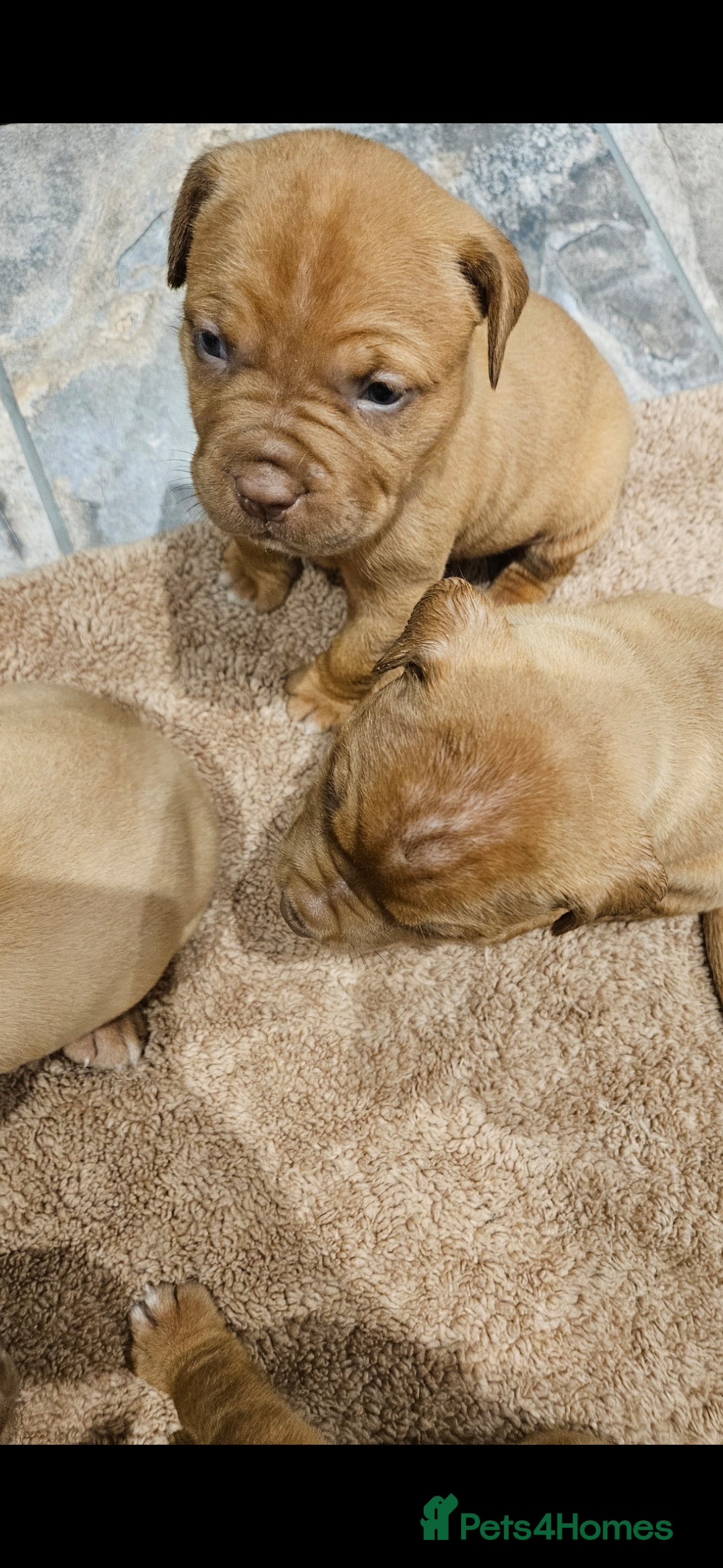 Dogue De Bordeaux dogs for sale: Dogue de bordeaux puppiesgor sale - Image 6