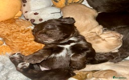 Sprocker dogs for sale: Beautiful spaniel puppies  - Image 4