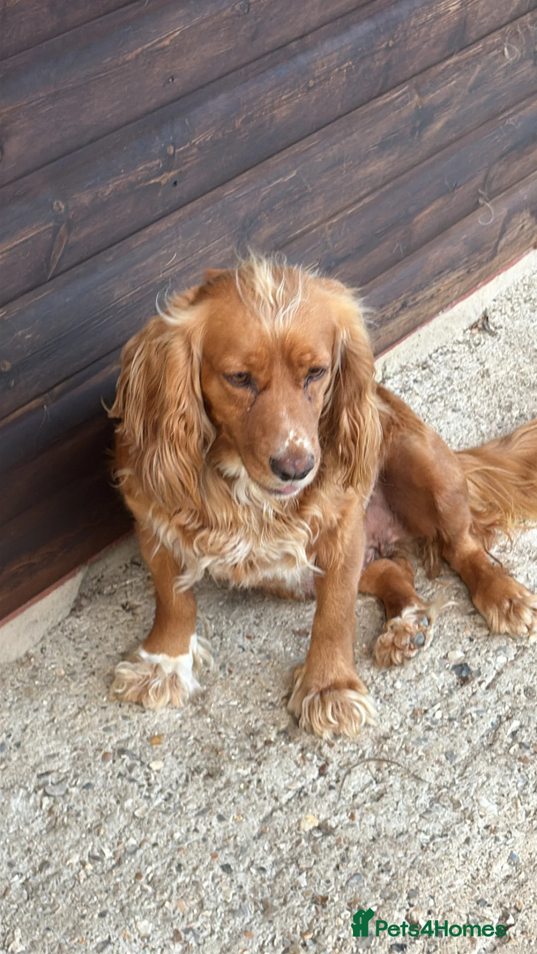 Cockapoo dogs for sale: Beautiful F1 Cockapoos in King's Lynn - Advert 2