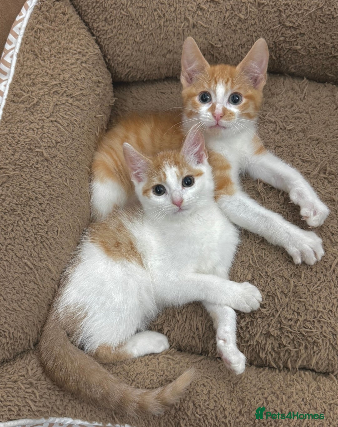 Mixed Breed cats for sale: GORGEOUS KITTYS  - Advert 14