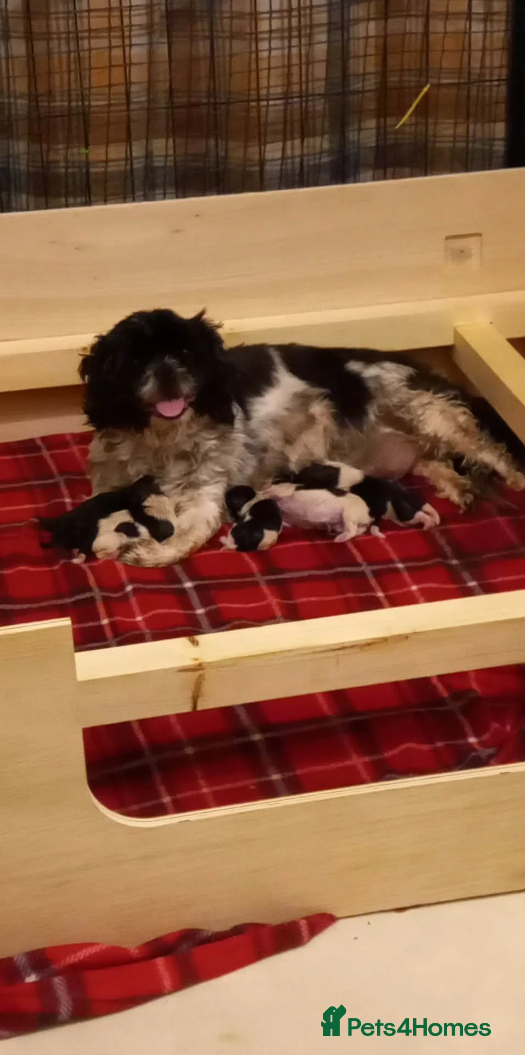 Mixed Breed dogs for sale: Shih tzu Cross chihuahua  - Advert 2