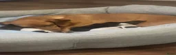 Miniature Dachshund dogs for sale: Miniature Dachshund puppies in Warrington - Advert 4