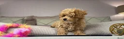 Maltipoo dogs for sale: OAKWELL RETRIEVERS ON INSTAGRAM  - Advert 23