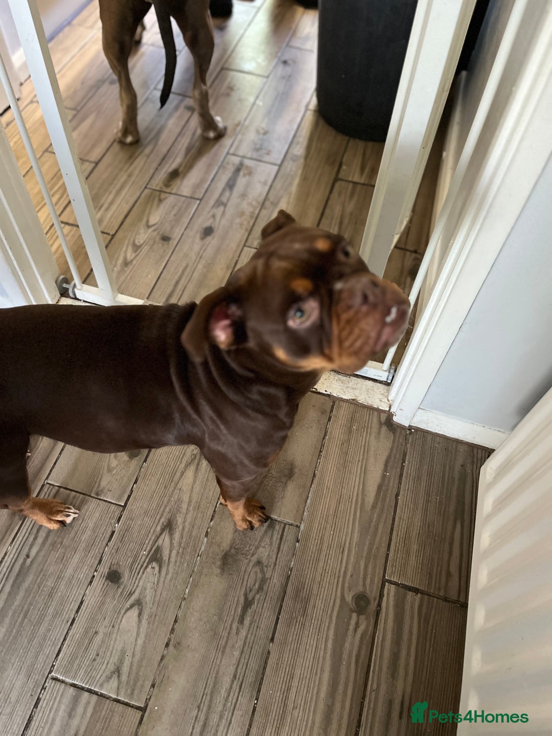 Olde English Bulldogge dogs for sale: Loving oldEngland Bulldog Lookingfor a 4eva Home  - Advert 12