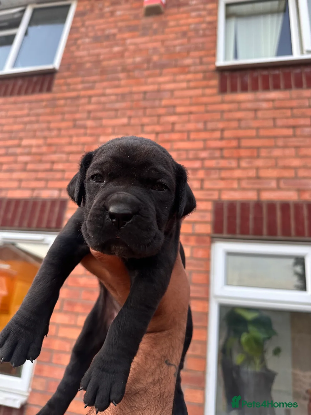 Cane Corso dogs for sale: Cane corso puppies  in Bilston - Advert 2