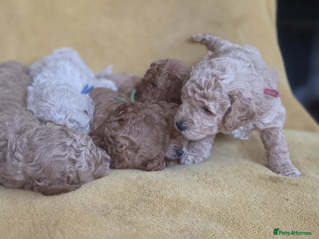 Mini Goldendoodle dogs for sale: Beautiful Minature Golden Doodles for sale - Advert 17