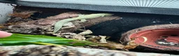 Gecko reptiles for sale: Bauer's Chameleon Gecko with setup - Advert 1