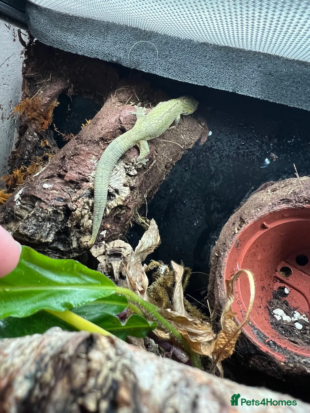 Gecko reptiles for sale: Bauer's Chameleon Gecko with setup - Advert 1