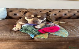 Mixed Breed dogs for sale: Staffordshire bull terrior x american pocket bully - Image 2