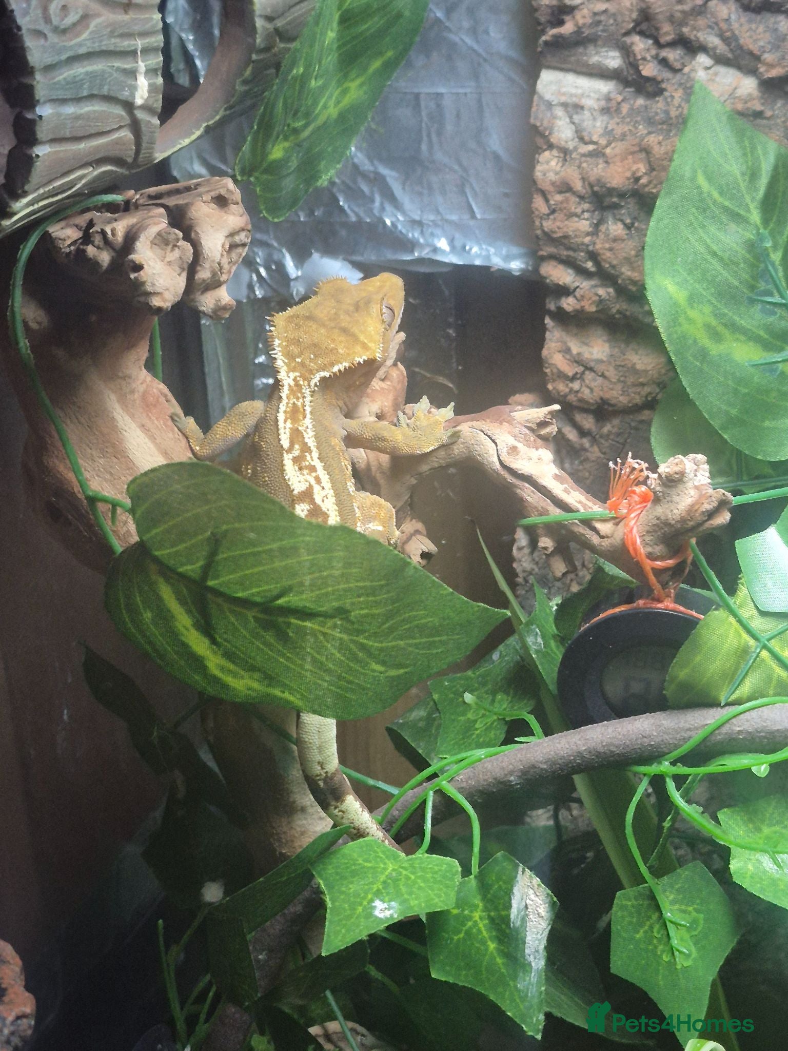 Gecko reptiles Crested gecko with tank uvb and heat mat - Advert 9