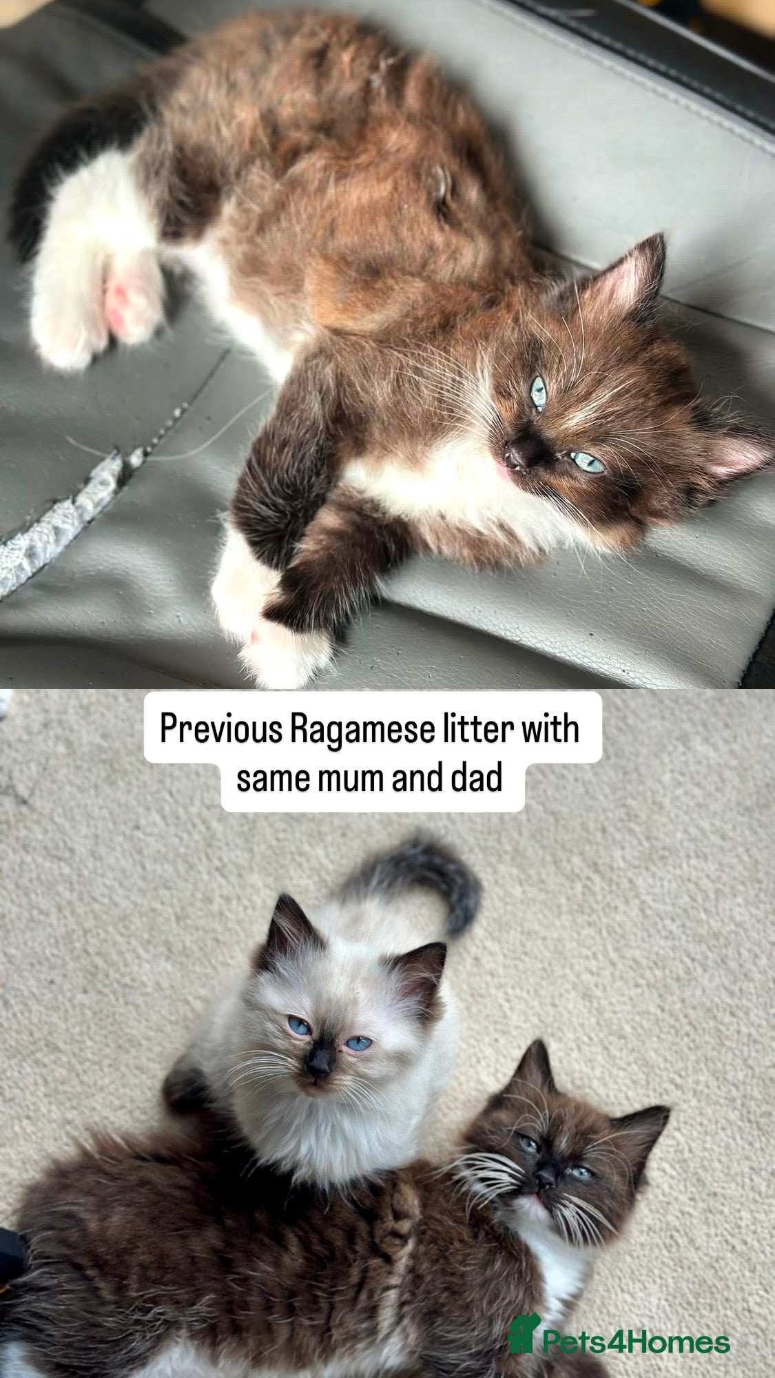 Ragdoll cats 7 STUNNING RAGAMESE (RAGDOLL-SIAMESE) KITTENS - Advert 18