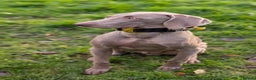 Weimaraner dogs for sale: Young Male Weimaraner  - Advert 12