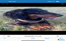 Dachshund dogs for sale: DOXIEPOO PUPPIES  - Image 9