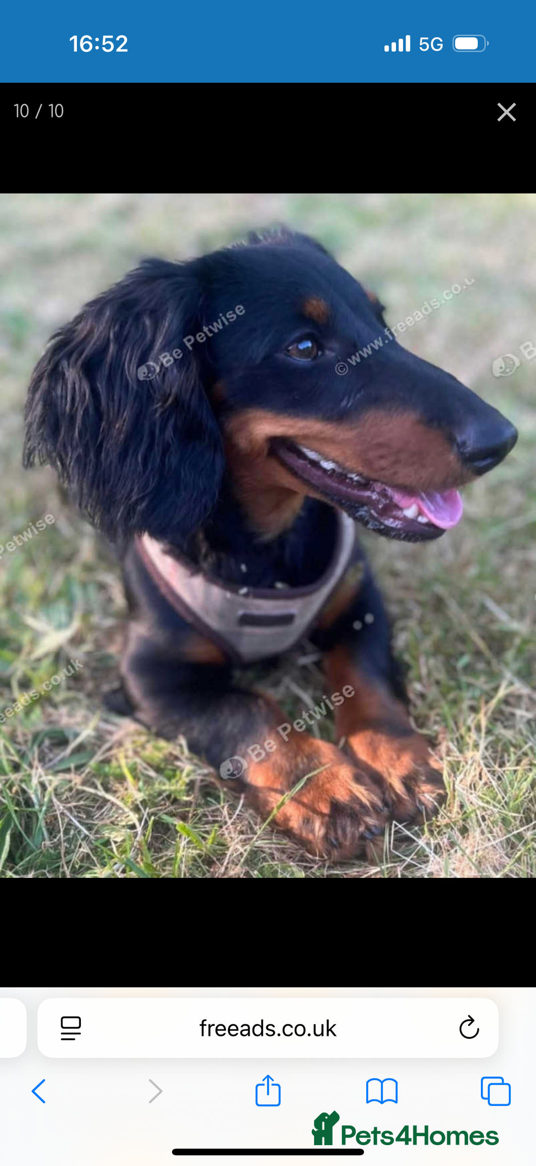 Dachshund dogs for sale: DOXIEPOO PUPPIES  - Image 9
