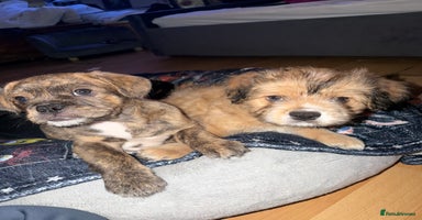 Mixed Breed dogs - Advert 15