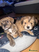 Mixed Breed dogs - Advert 1