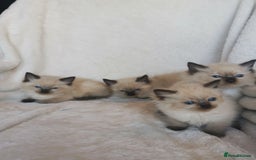 Ragdoll cats for sale: Health tested beautiful ragdoll kittens  - Image 6