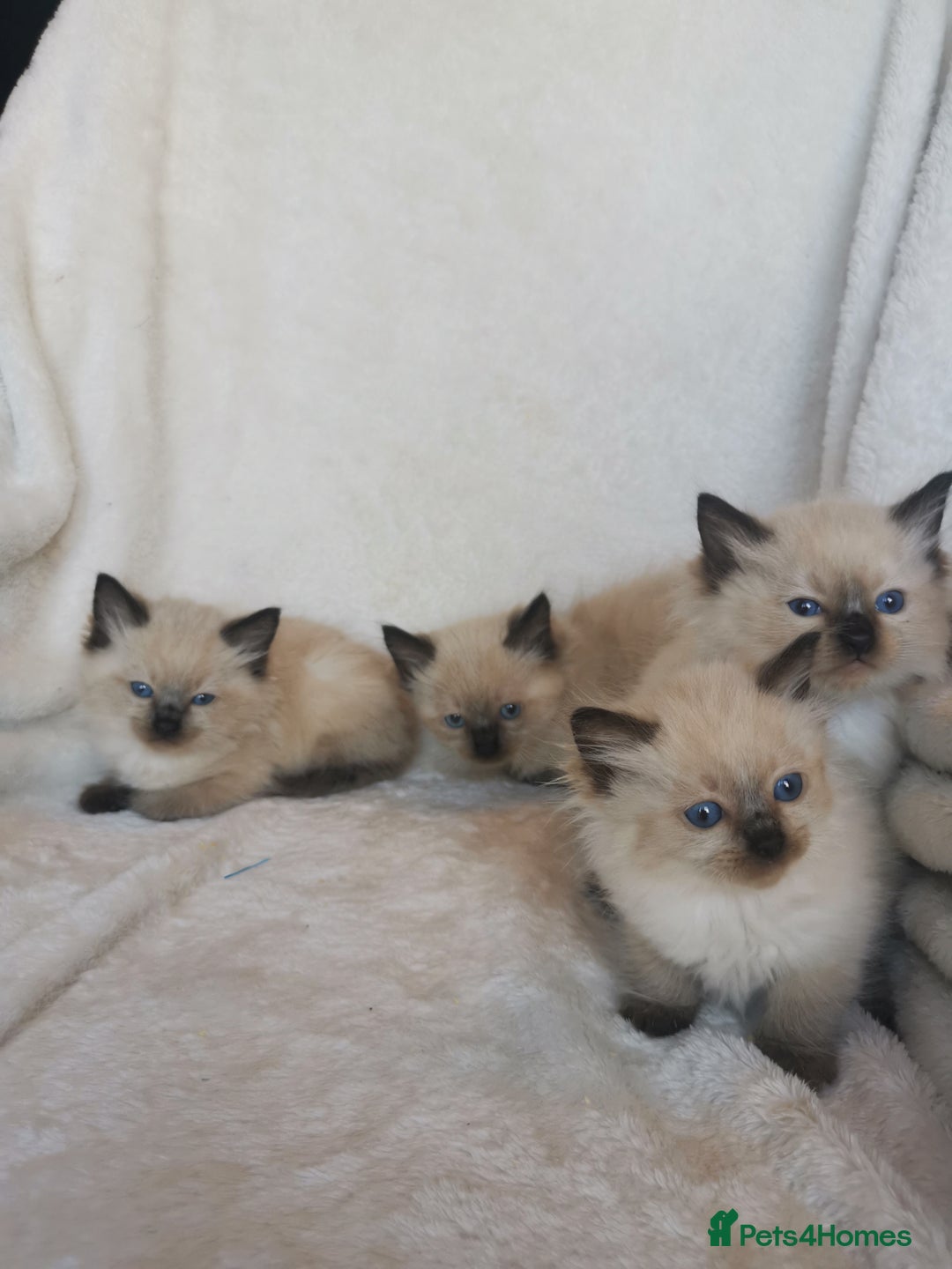 Ragdoll cats for sale: Health tested beautiful ragdoll kittens  - Image 6