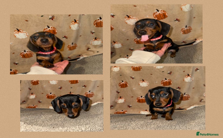 Miniature Dachshund dogs - Advert 9