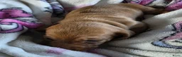 Dachshund dogs for sale: Beautiful littler of pedigree mini Dachshunds  - Advert 15