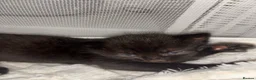 Mixed Breed cats for sale: 4 beautiful kittens  - Advert 7