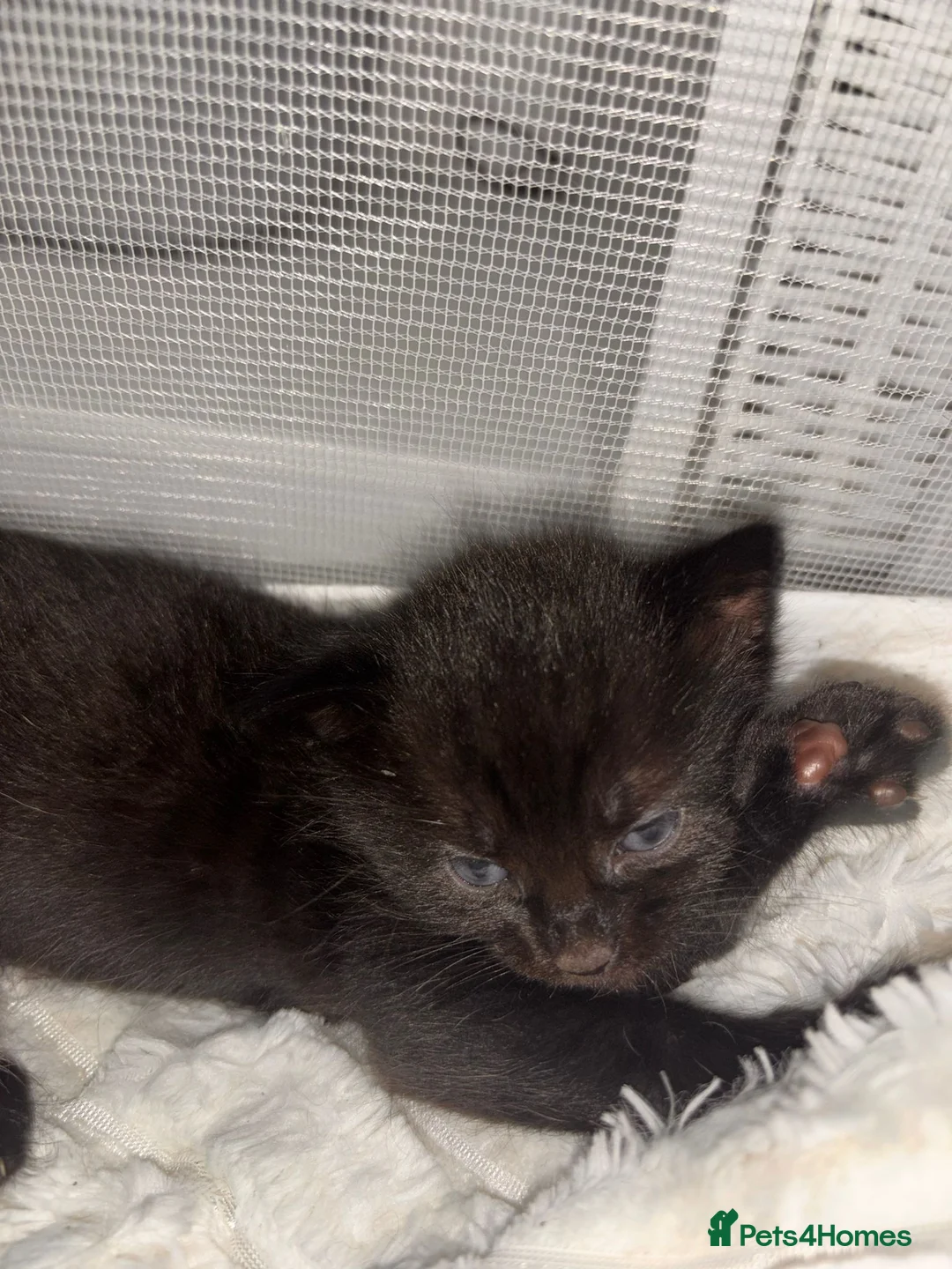 Mixed Breed cats for sale: 4 beautiful kittens  - Advert 7