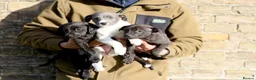 Mixed Breed dogs for sale: 🐾 Whippet × Lurcher Puppies 🐾 - Advert 17