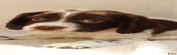 Sprocker dogs for sale: Sprocker puppies for sale - Advert 5