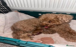Toy Poodle dogs for sale: Pedigree tiny toy poodles  - Image 1