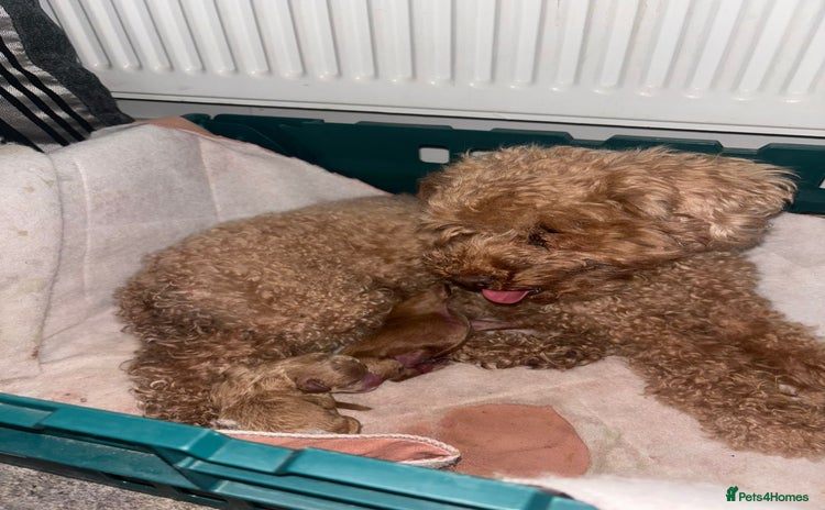 Toy Poodle dogs - Advert 1