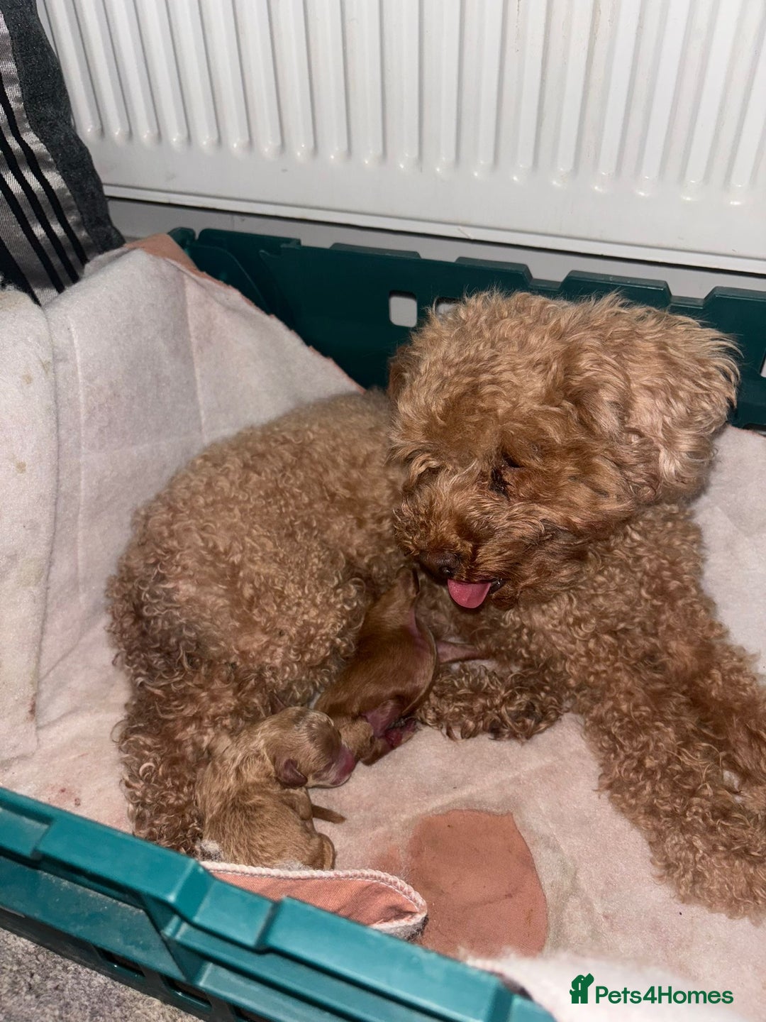 Toy Poodle dogs for sale: Pedigree tiny toy poodles  - Image 1