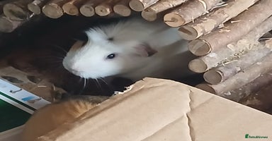 Guinea Pig rodents in Crook - Advert 13
