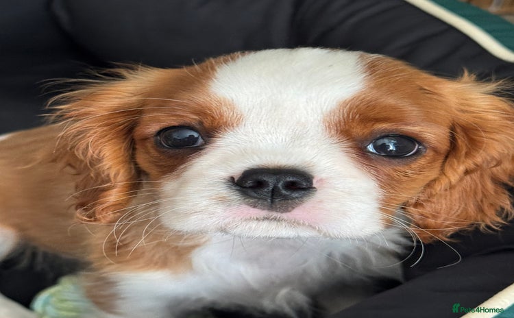 Cavalier King Charles Spaniel dogs in Airdrie - Advert 1