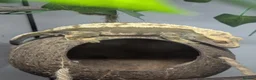 Gecko reptiles for sale: Crested gecko  in Paignton - Advert 2