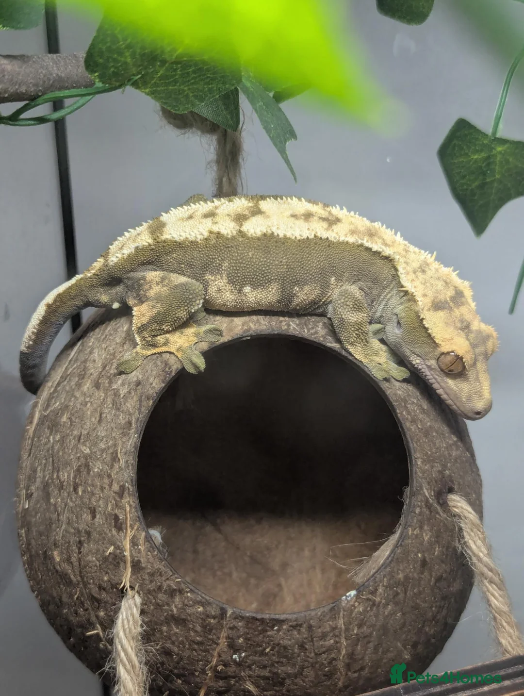 Gecko reptiles for sale: Crested gecko  in Paignton - Advert 2