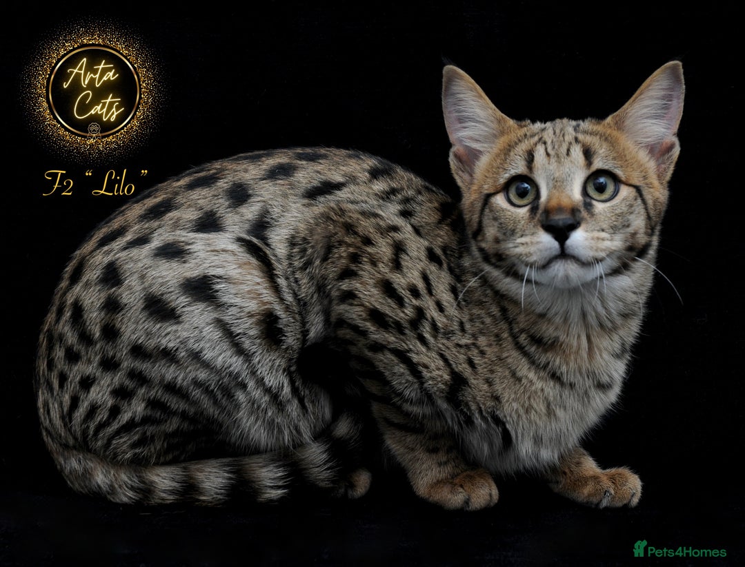 Savannah cats for sale: Stunning F2 Savannah girls - Advert 5