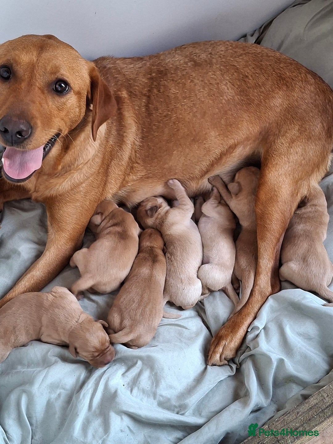 Labrador Retriever dogs for sale: Red 5th generation pedigree labrador  - Image 16