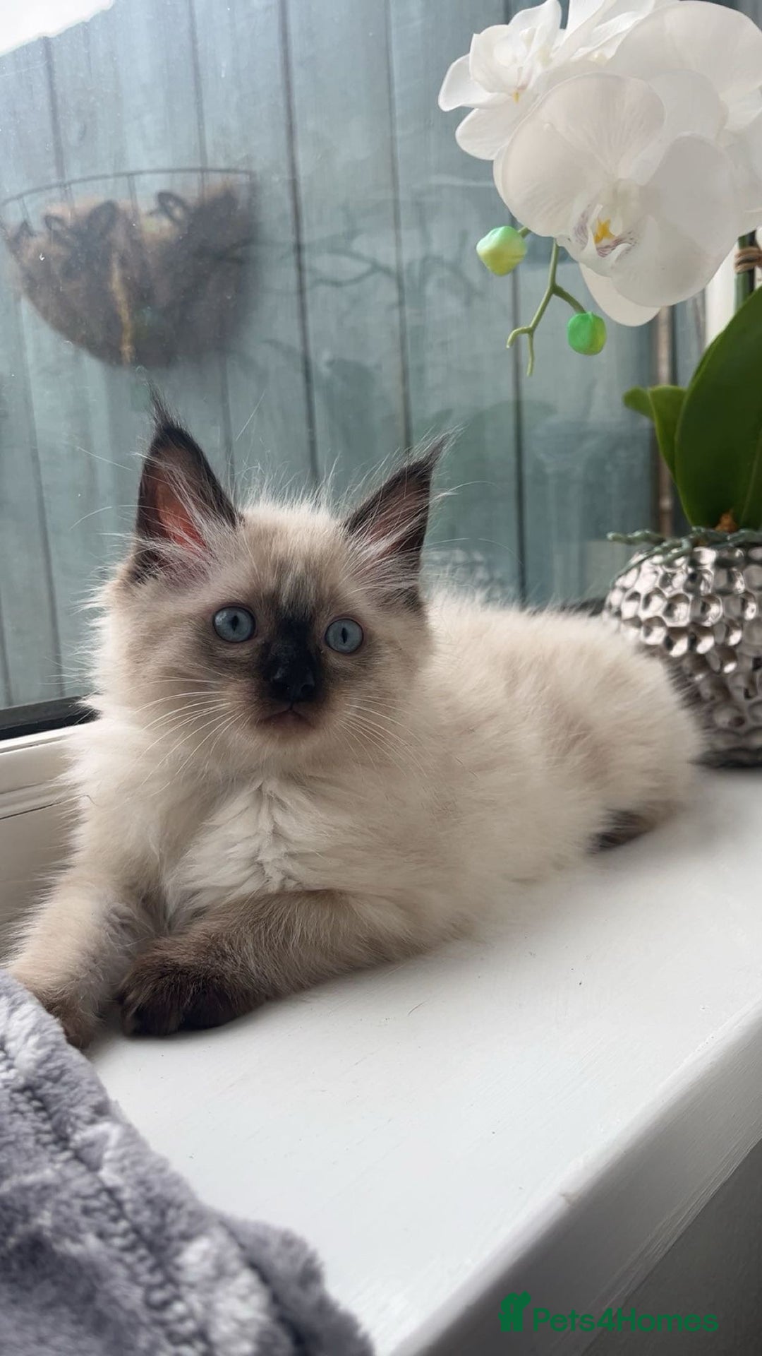 Ragdoll cats for sale: 4 kittens looking for a new home. - Image 3