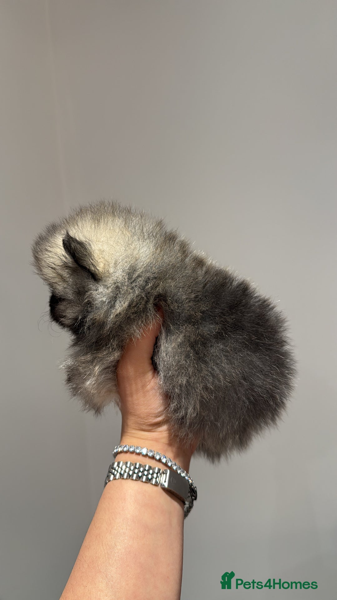 Pomeranian dogs for sale: Teddy Bear Pomerians  - Advert 17