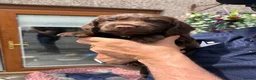 Cocker Spaniel dogs for sale: Cocker spaniel puppies - Advert 10