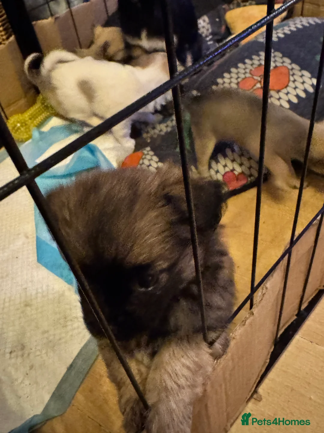 Chihuahua dogs for sale: Chihuahua pups - Advert 11