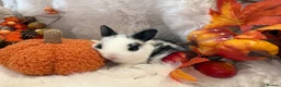Rex rabbits for sale: Rex x Netherland dwarf  - Advert 24